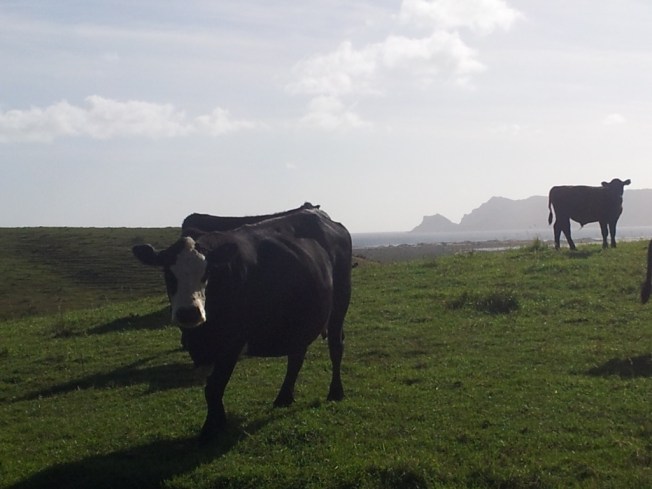 Cows watching me run