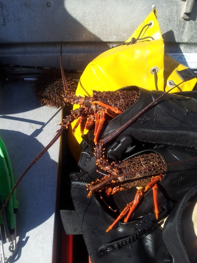 Fresh seafood for dinner