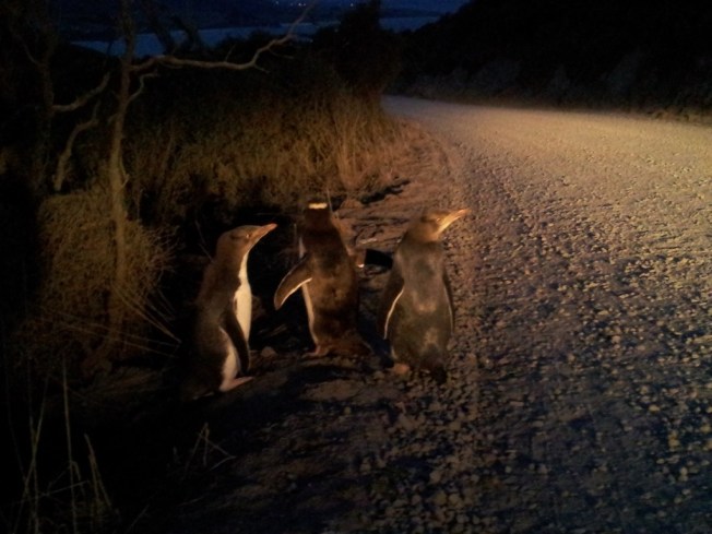 Yellow-eyed penguins