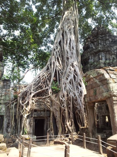 Ta Prohm 7